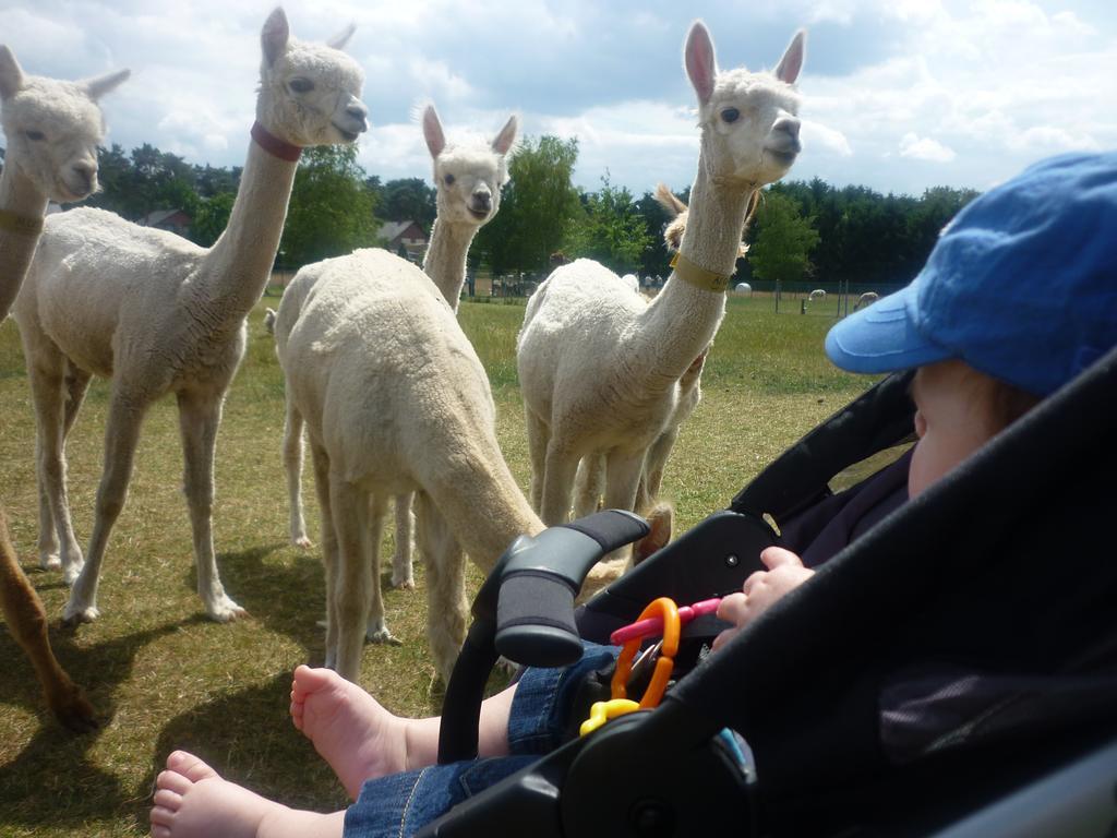 Bocholt De Alpacaboerderij 아파트 외부 사진