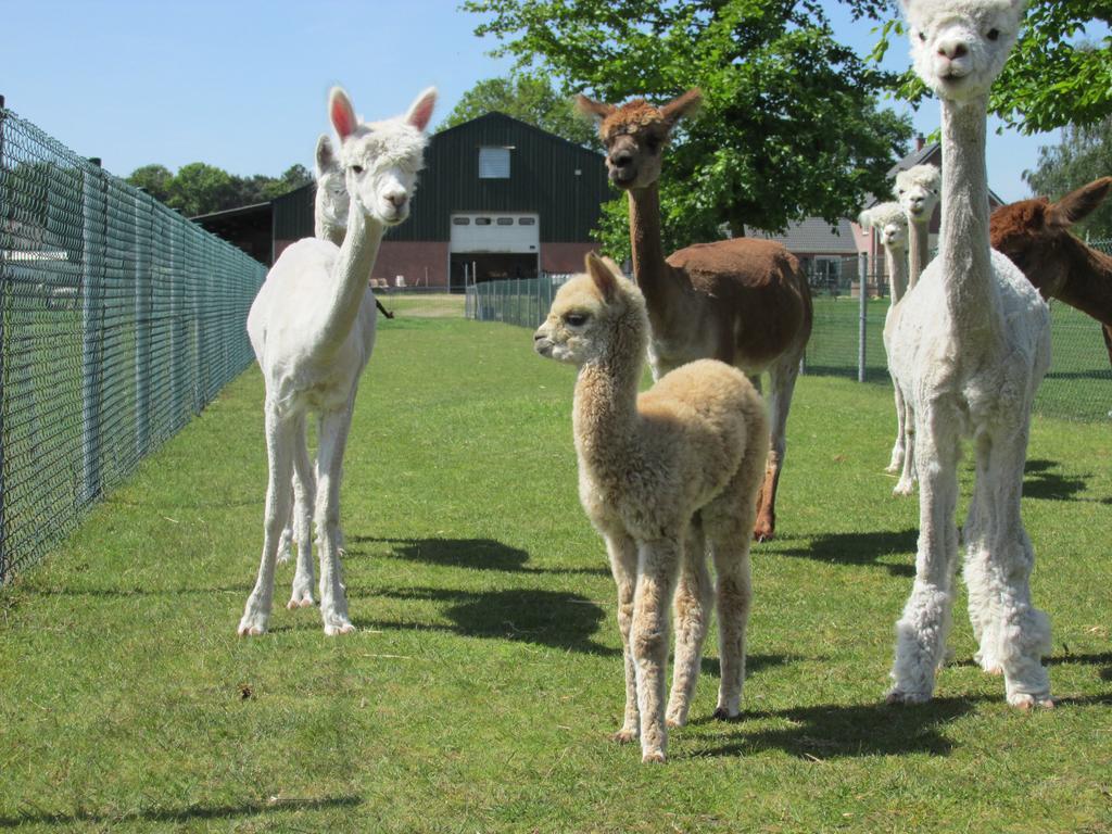 Bocholt De Alpacaboerderij 아파트 외부 사진